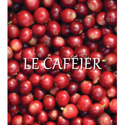 Coffee, the Great Epic (French Edition) by Christophe Montagnon, Michel Barel | Quae