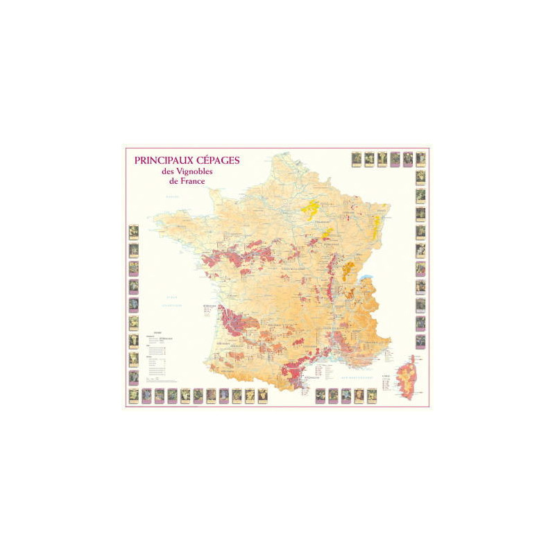 Map of Main grape varieties of the Vineyards of France 66x77 cm | Benoît France