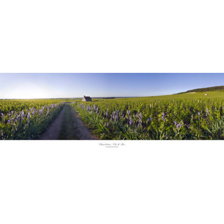 Poster "Chambertin Clos de Bèze" 33x95 cm | Bruno Voidey