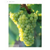 World Atlas of Wine | Jancis Robinson