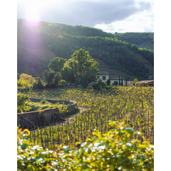 Clos Florentin (French/English edition) By Jean-Louis Chave, Sylvain Christophe & Yves Hérody