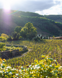 Clos Florentin (French/English edition) By Jean-Louis Chave, Sylvain Christophe & Yves Hérody