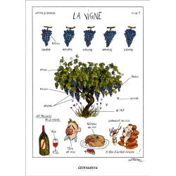 Poster 48x68 cm ''La Vigne...