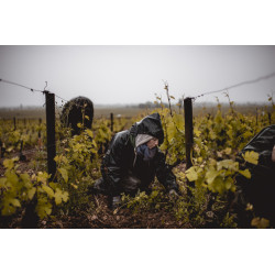 Bourgogne : Monopole, la Revue Vins & Pinot Fin | Benoit Guenot