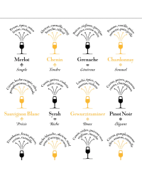 Poster 30x40 cm "Grape varieties and their dominant aromas" | The Wine List please