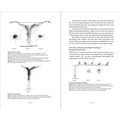 Changes to be made to Vine Pruning By René Lafon - EXVINUM