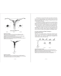 Changes to be made to Vine Pruning By René Lafon - EXVINUM