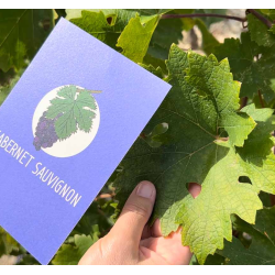 Practice the Grape Varieties: Flashcards of the Main Grape Varieties of the World (French version) | Amble Wine