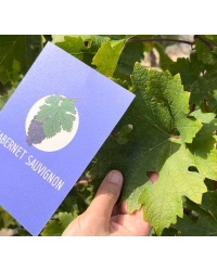 Practice the Grape Varieties: Flashcards of the Main Grape Varieties of the World (French version) | Amble Wine