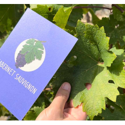 Amble Wine, Practise Grape Varieties : 100 Flashcards of the world's key grape varieties (english version) |  Amble Wine