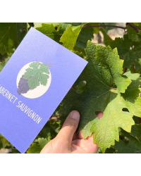 Amble Wine, Practise Grape Varieties : 100 Flashcards of the world's key grape varieties (english version) |  Amble Wine