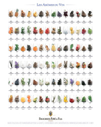 Poster 60x80 cm "The Aromas of Wine" | Bouchard Ainé & Fils