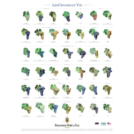 Poster 60x80 cm "Wine Grape Varieties" | Bouchard Elder and Son