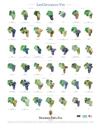 Poster 60x80 cm "Wine Grape Varieties" | Bouchard Elder and Son